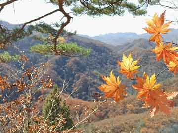 如意吉祥庆丰年 加快四快点恢复 特肖可能在野兽 森林漆黑现虎踪  打一精准生肖，精准解答解释落实_fb345.47.30